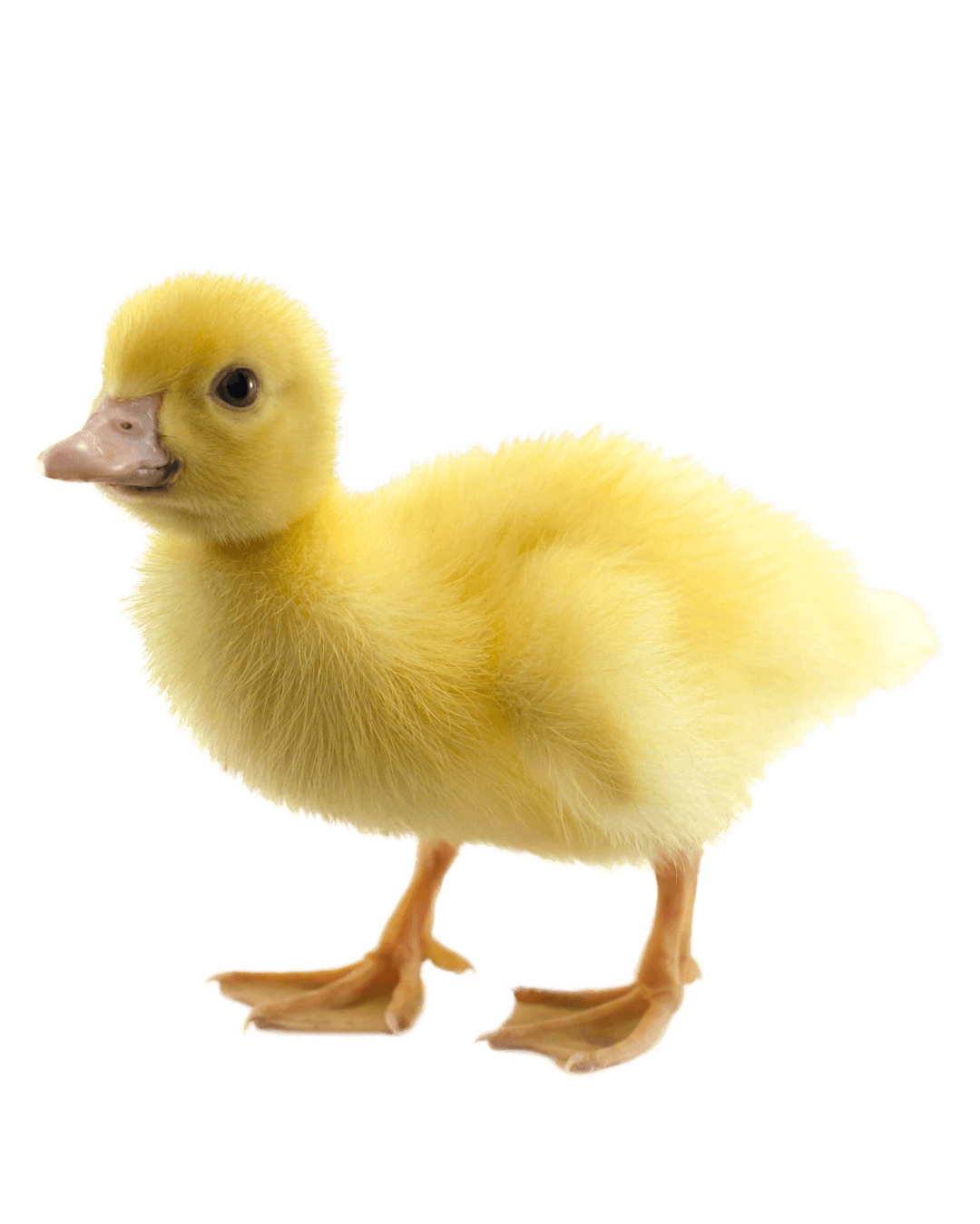 QuackQuick Duck